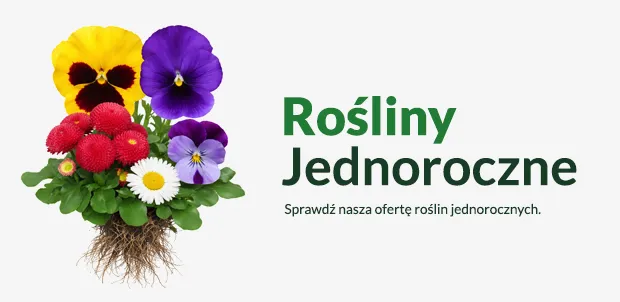 Rośliny jednoroczne Rośliny jednoroczne