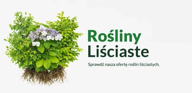 Rośliny liściaste Rośliny liściaste